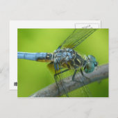 Libellenpostkarte. Postkarte (Vorne/Hinten)