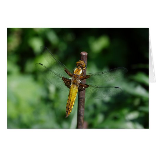 Libellula depressa (Vorderseite (Horizontal))