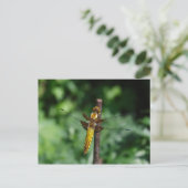 Libellula depressa postkarte (Stehend Vorderseite)