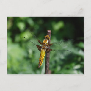 Libellula depressa postkarte