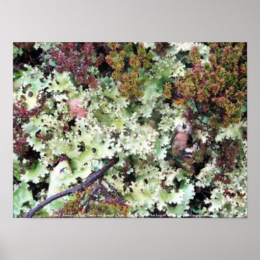 Lichen, Ainsworth Bay, Tierra del Fuego, Chile Poster (Vorne)