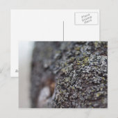 Lichen auf Bark Postkarte (Vorne/Hinten)