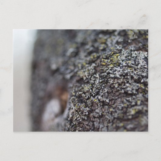 Lichen auf Bark Postkarte (Vorderseite)