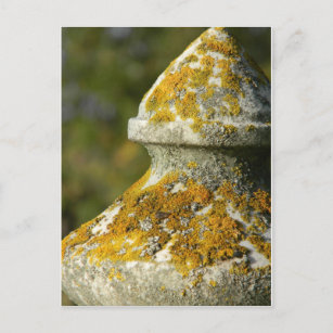 Lichen Covered Friedhof Obelisk Postkarte