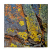 Lichen Covered Rocks Fliese (Vorderseite)