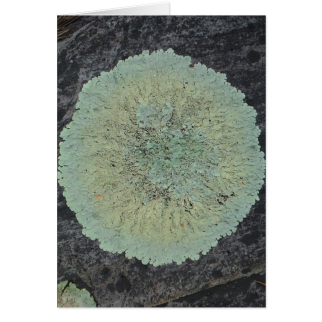 Lichen Mossy Circle (Vorne)