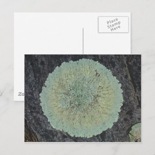 Lichen Mossy Circle Postkarte (Vorne/Hinten)