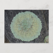 Lichen Mossy Circle Postkarte (Vorderseite)
