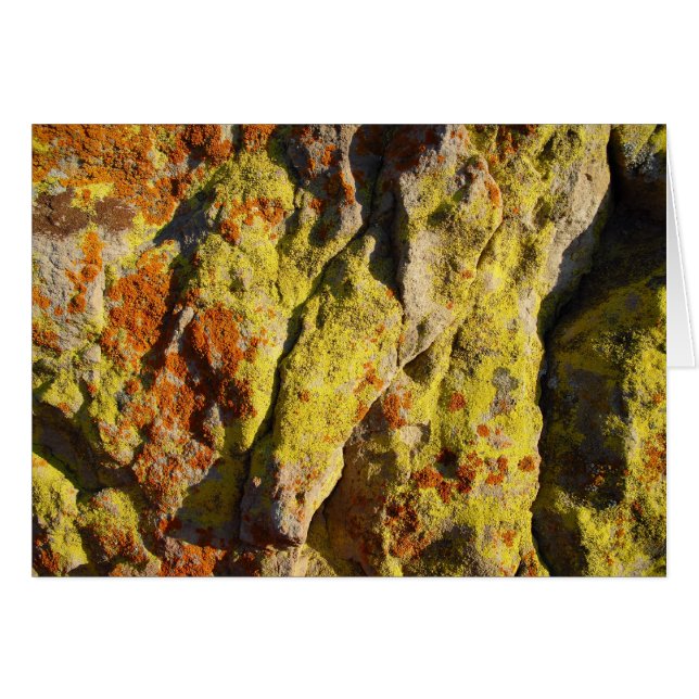 Lichen on Rock (Vorderseite (Horizontal))