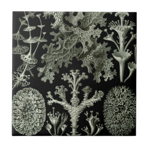 Lichen von Ernst Haeckel, Pflanze für Vintage Natu Fliese