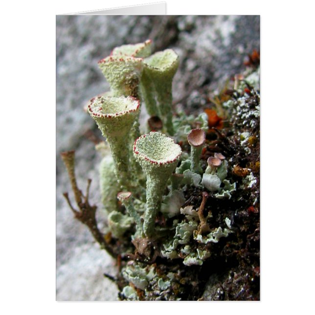 Lichens Card (Vorne)