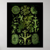 Lichens (Lichenes) in Greens on Black Poster (Vorne)