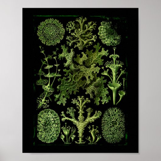 Lichens (Lichenes) in Greens on Black Poster (Vorne)