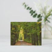 Licht am Ende eines Baumstunnels Postkarte (Stehend Vorderseite)