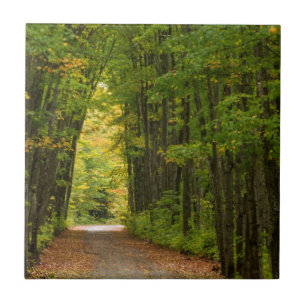 Licht am Ende eines Tunnels aus Bäumen Fliese