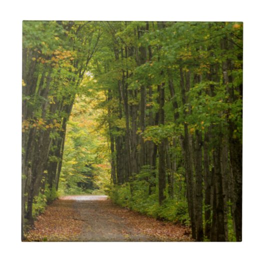 Licht am Ende eines Tunnels aus Bäumen Fliese (Vorderseite)