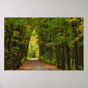 Licht am Ende eines Tunnels aus Bäumen Poster