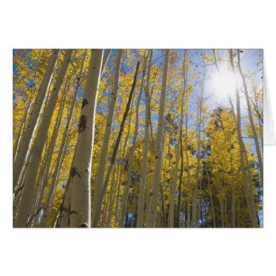 Licht durch das Aspen