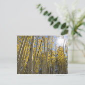 Licht durch das Aspen Postkarte (Stehend Vorderseite)