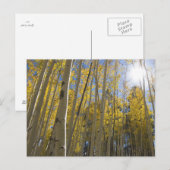 Licht durch das Aspen Postkarte (Vorne/Hinten)