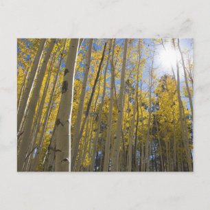 Licht durch das Aspen Postkarte