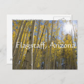 Licht durch die Aspen Bäume. Flagstaff, Arizona Postkarte (Vorne/Hinten)