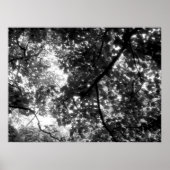 Licht durch die Bäume Poster (Vorne)