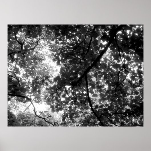 Licht durch die Bäume Poster (Vorne)