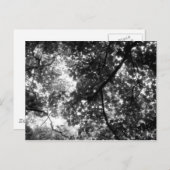 Licht durch die Bäume Postkarte (Vorne/Hinten)