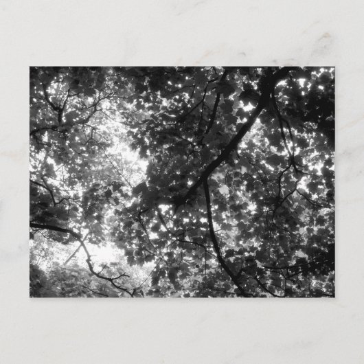 Licht durch die Bäume Postkarte (Vorderseite)