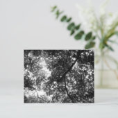 Licht durch die Bäume Postkarte (Stehend Vorderseite)