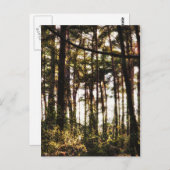 Licht durch die Waldbäume Postkarte (Vorne/Hinten)