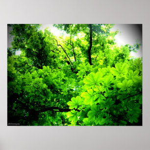 Licht im Baum Poster