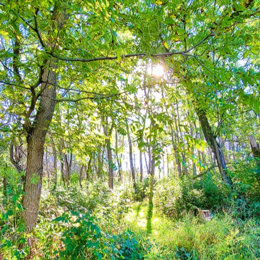 Licht im Forest Sketchbook Notizblock