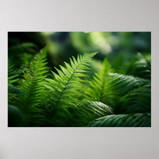Licht und Farne Poster