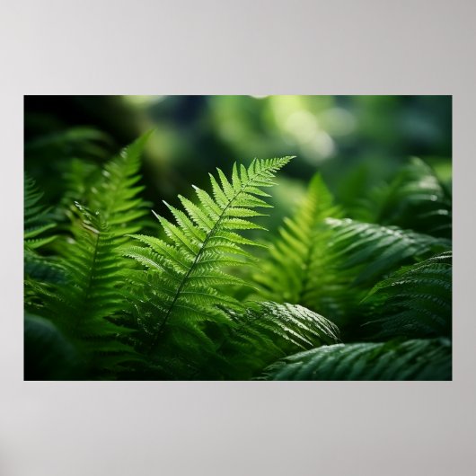 Licht und Farne  Poster (Vorne)
