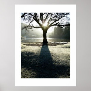 Lichtbaum: Derwentwater, Cumbria Poster