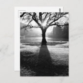 Lichtbaum: Derwentwater, Lake District Postkarte (Vorne/Hinten)