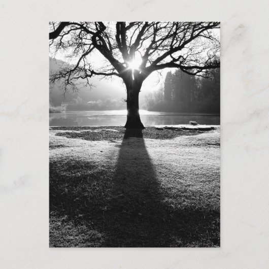 Lichtbaum: Derwentwater, Lake District Postkarte (Vorderseite)