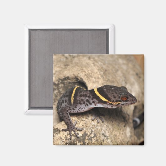Lichtenfelder Gecko Magnet (Vorderseite/Rückseite)
