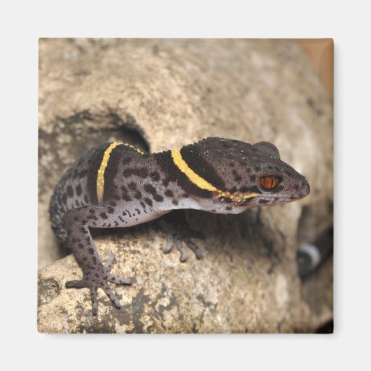 Lichtenfelder Gecko Magnet (Vorne)