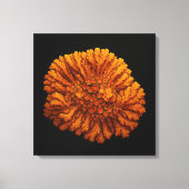Lichtenkomposition - Leinwand Art Print (Vorderseite)
