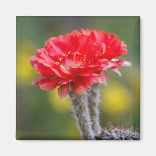 Lichtfarbe Magnet (Vorne)