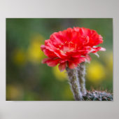 Lichtfarbe Poster (Vorne)