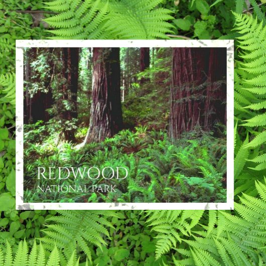 Lichtfilterung durch Redwood Trees, Ferns Postkarte