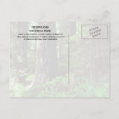 Lichtfilterung durch Redwood Trees, Ferns Postkarte (Rückseite)