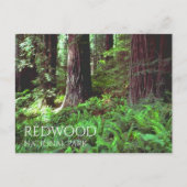 Lichtfilterung durch Redwood Trees, Ferns Postkarte (Vorderseite)
