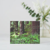 Lichtfilterung durch Redwood Trees, Ferns Postkarte (Stehend Vorderseite)