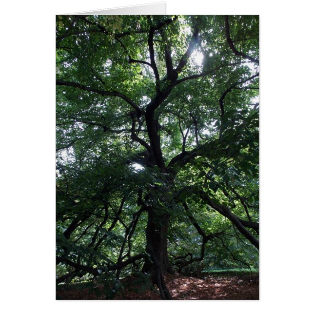 Lichtschimmer (Vorne)