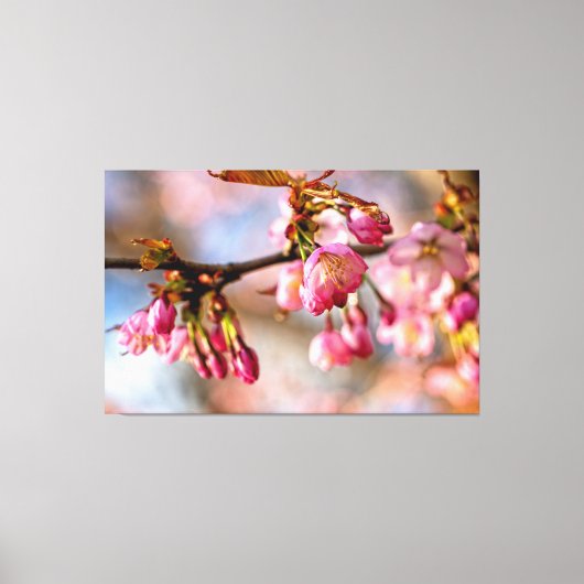 Lichtspiel und Schatten auf den Petalen der Sakura Leinwanddruck (Vorderseite)